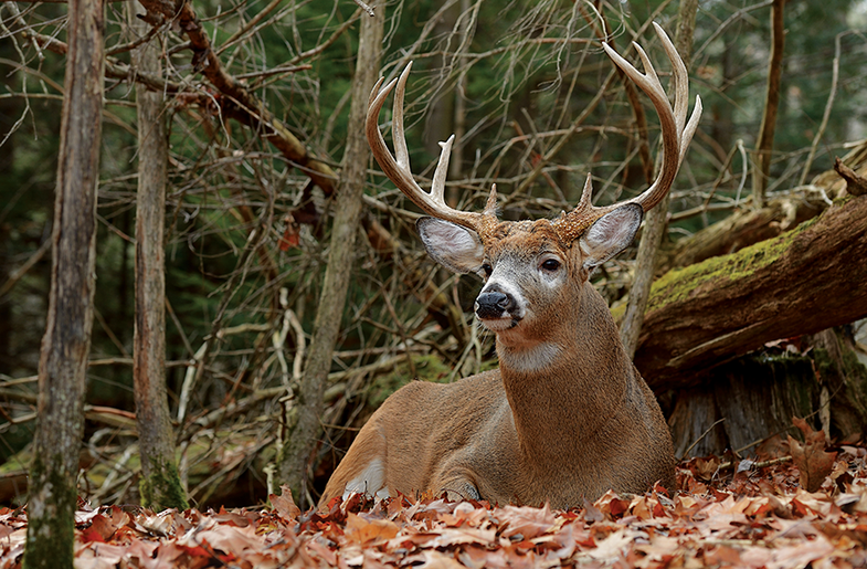deer Bedding Areas
