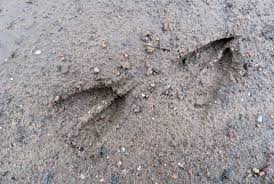  Deer Tracks